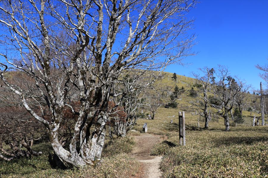 正木ヶ原 登山道 平坦地 台高山脈 大台ヶ原