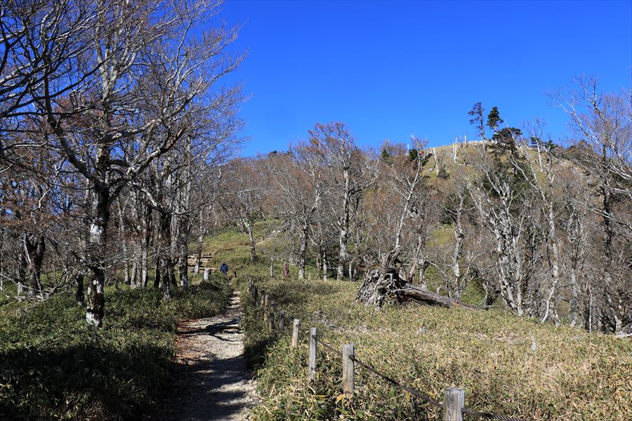 正木峠 日出ヶ岳 登り坂 山頂直下 台高山脈 大台ヶ原