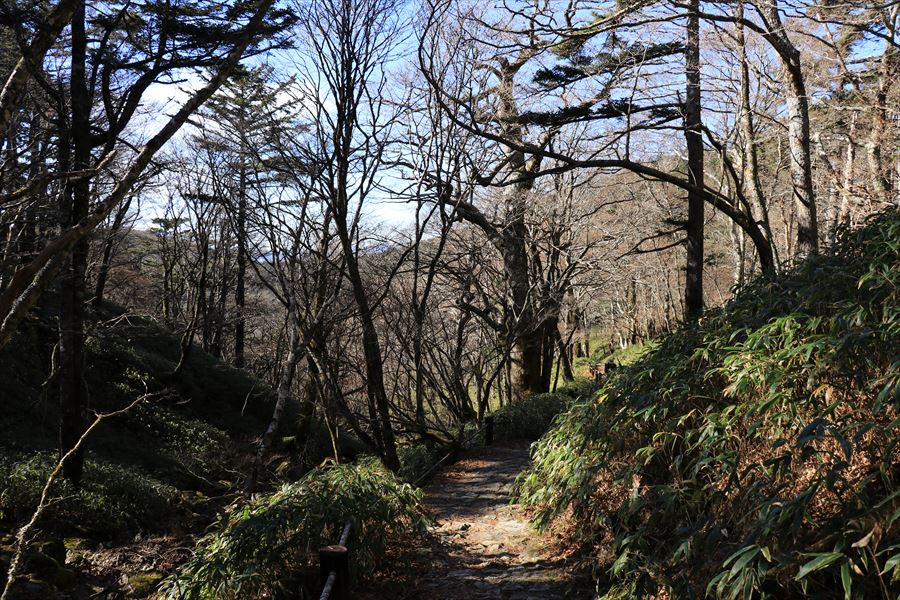 日出ヶ岳 ビジターセンター 登山道 樹林帯 台高山脈 大台ヶ原