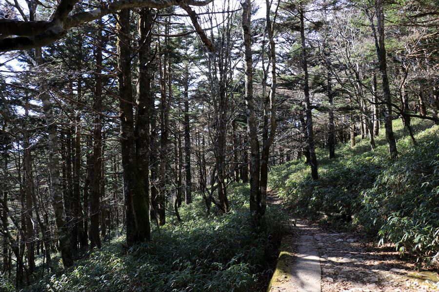 日出ヶ岳 ビジターセンター 登山道 笹道 台高山脈 大台ヶ原