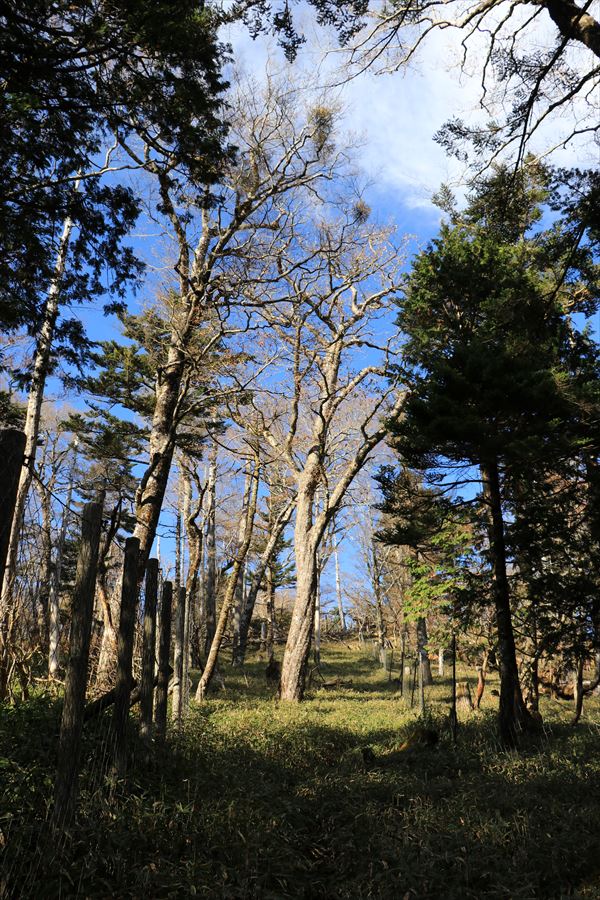 川上辻 名古屋岳 登山道 樹林帯 台高山脈 大台ヶ原