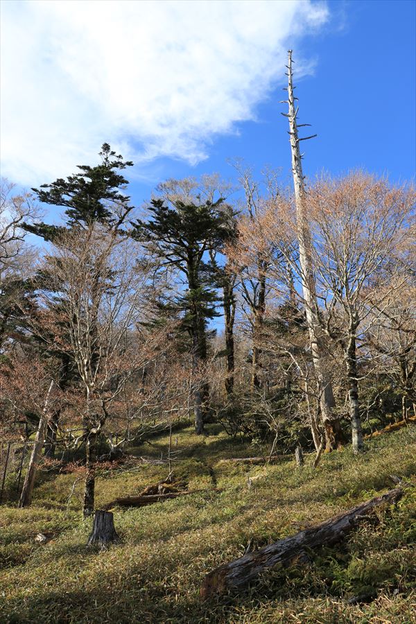 川上辻 名古屋岳 登山道 台高山脈 大台ヶ原