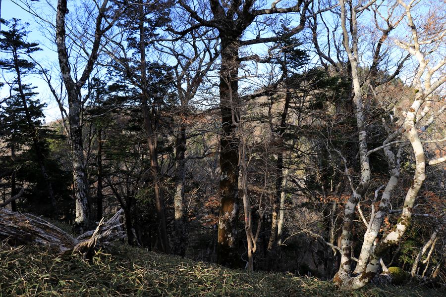 名古屋岳 山頂直下 分岐 台高山脈 大台ヶ原