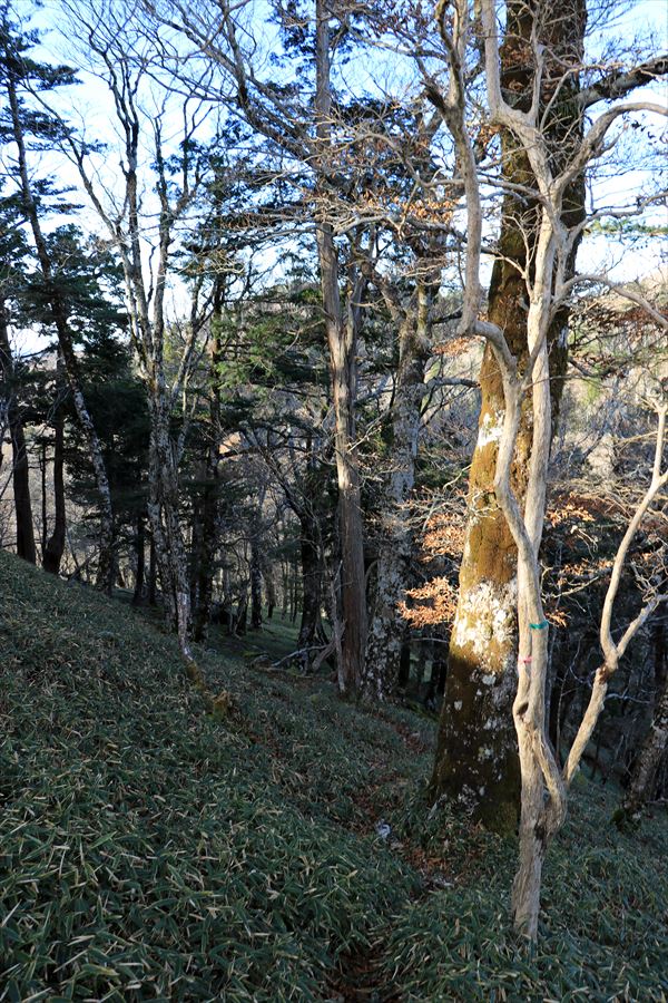 名古屋岳 三津河落山 トラバース 台高山脈 大台ヶ原