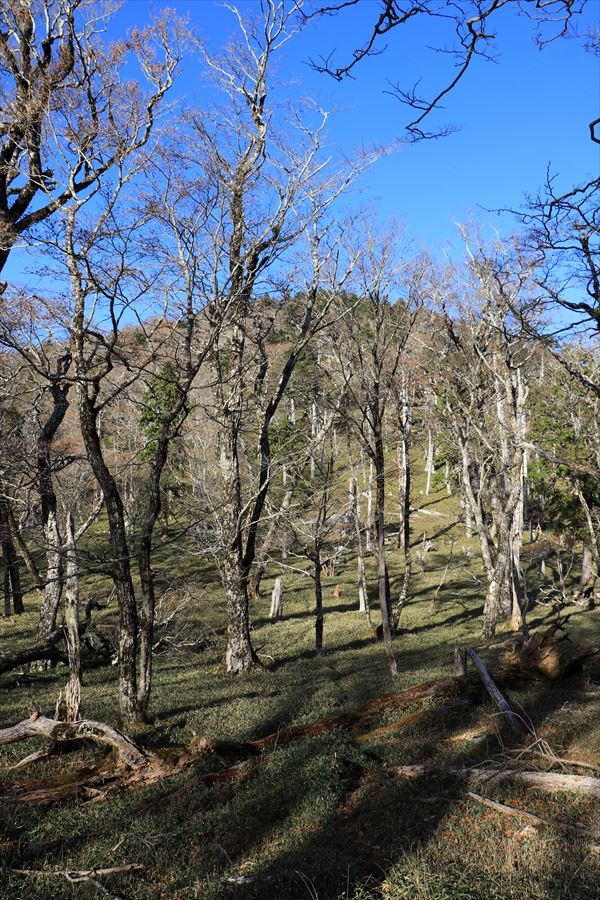 名古屋岳 三津河落山 鞍部 台高山脈 大台ヶ原