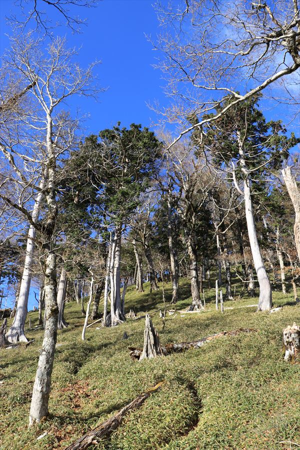 名古屋岳 三津河落山 急登 台高山脈 大台ヶ原