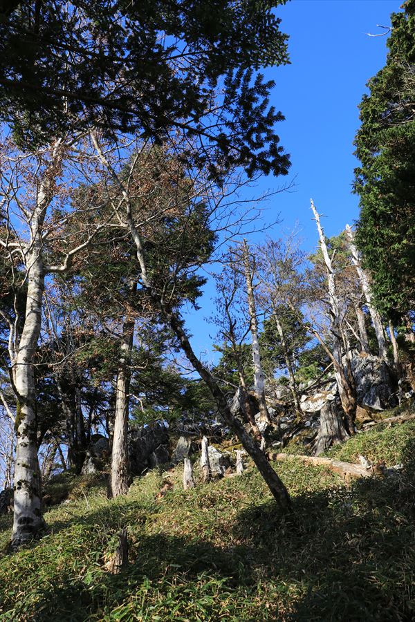 名古屋岳 三津河落山 急登 好天 台高山脈 大台ヶ原