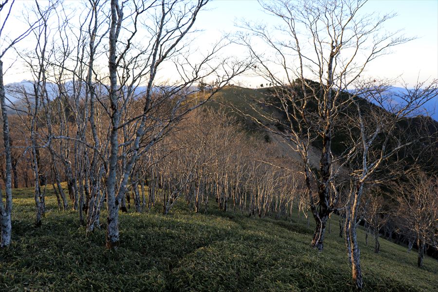三津河落山 大和岳 登山道 樹林帯 台高山脈 大台ヶ原