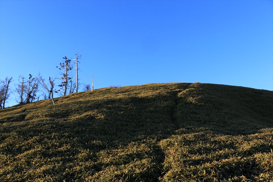 三津河落山 山頂 直下 笹原 獣道 台高山脈 大台ヶ原