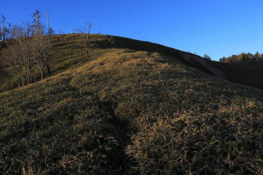 三津河落山 山頂 直下 笹原 獣道 バリエーションルート 台高山脈 大台ヶ原