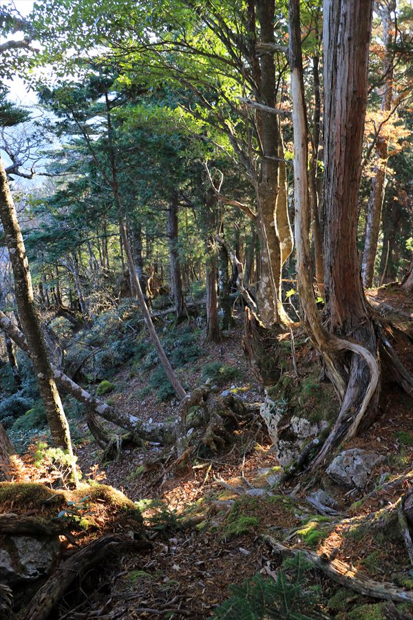 三津河落山 コブシ峠 樹林帯 急斜面 バリエーションルート 台高山脈 大台ヶ原