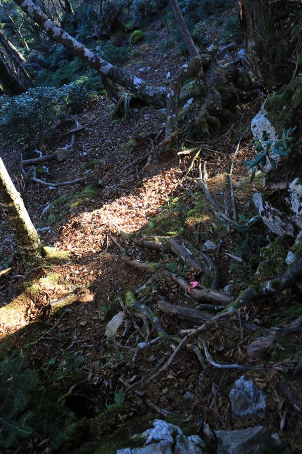 三津河落山 コブシ峠 樹林帯 マーキング 急斜面 バリエーションルート 台高山脈 大台ヶ原