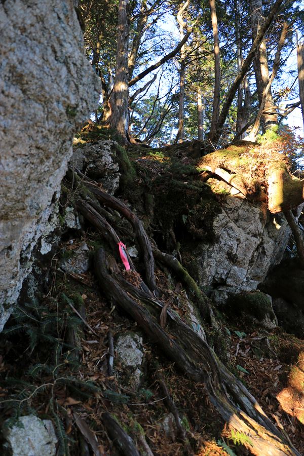 三津河落山 コブシ峠 樹林帯 マーキング 急登 バリエーションルート 台高山脈 大台ヶ原