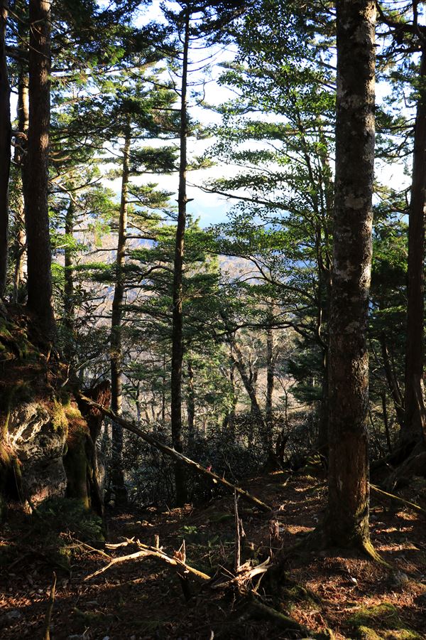 三津河落山 コブシ峠 樹林帯 荒れた道 急斜面 バリエーションルート 台高山脈 大台ヶ原
