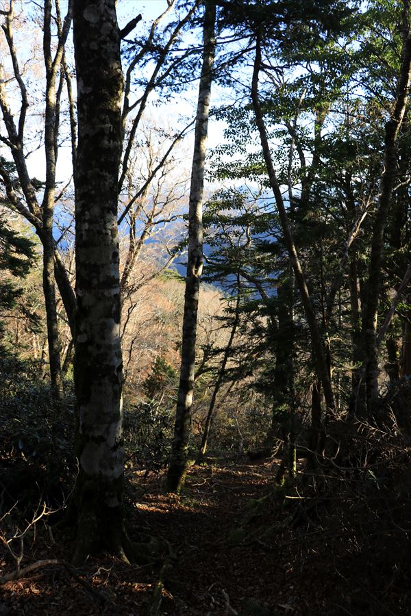 三津河落山 コブシ峠 樹林帯 獣道 急斜面 バリエーションルート 台高山脈 大台ヶ原