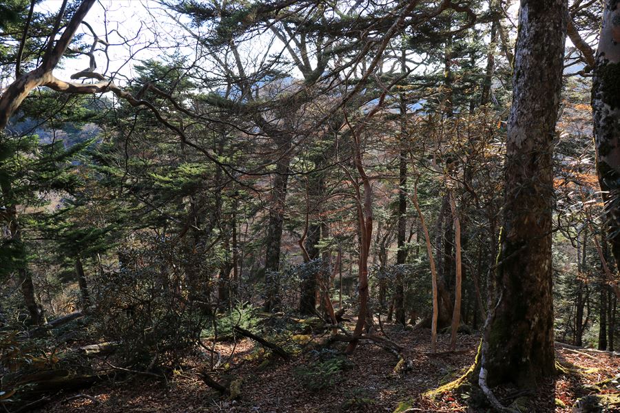 三津河落山 コブシ峠 下り坂 バリエーションルート 台高山脈 大台ヶ原