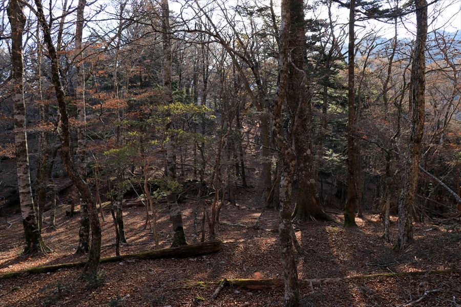 三津河落山 コブシ峠 下り坂 広場 バリエーションルート 台高山脈 大台ヶ原