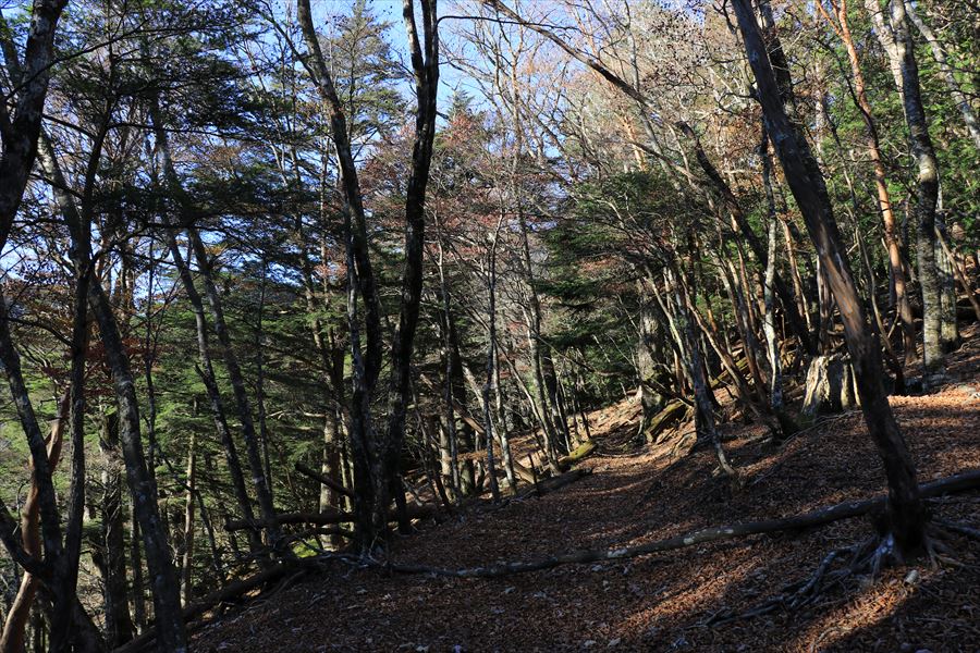 コブシ峠 登山道 筏場道 台高山脈 大台ヶ原