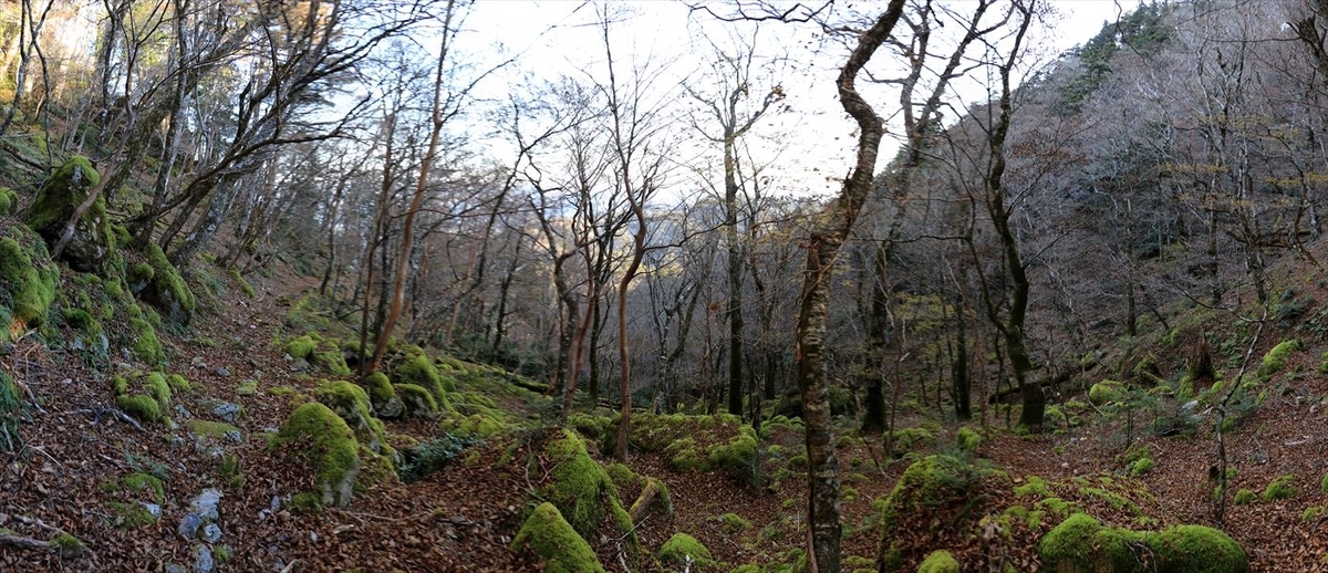 筏場道 コブシ峠 大台辻 樹林帯 台高山脈 大台ヶ原
