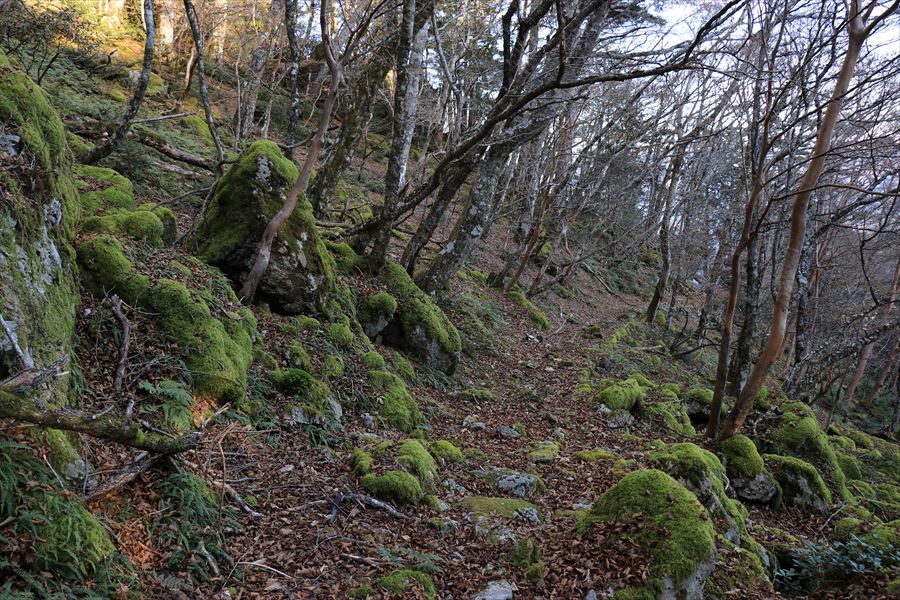 筏場道 コブシ峠 樹林帯 登山道 大台辻 台高山脈 大台ヶ原