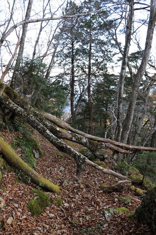 筏場道 コブシ峠 倒木 登山道 大台辻 台高山脈 大台ヶ原