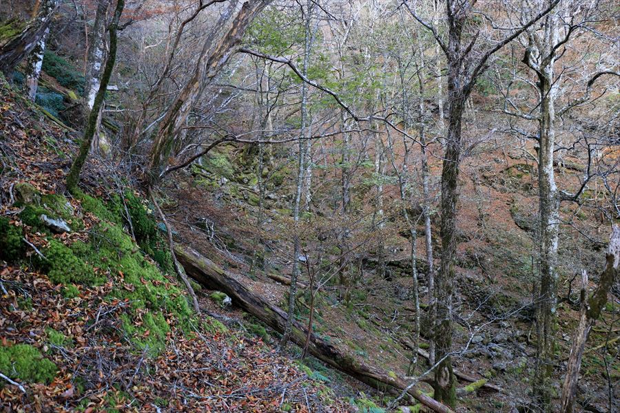 筏場道 コブシ峠 樹林帯 廃道 大台辻 台高山脈 大台ヶ原