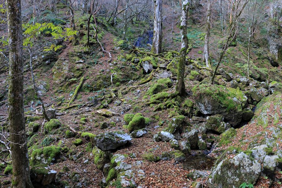 筏場道 コブシ峠 大台辻 水場 台高山脈 大台ヶ原