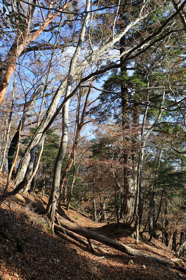 筏場道 コブシ峠 大台辻 登山道 樹林帯 晩秋 台高山脈 大台ヶ原