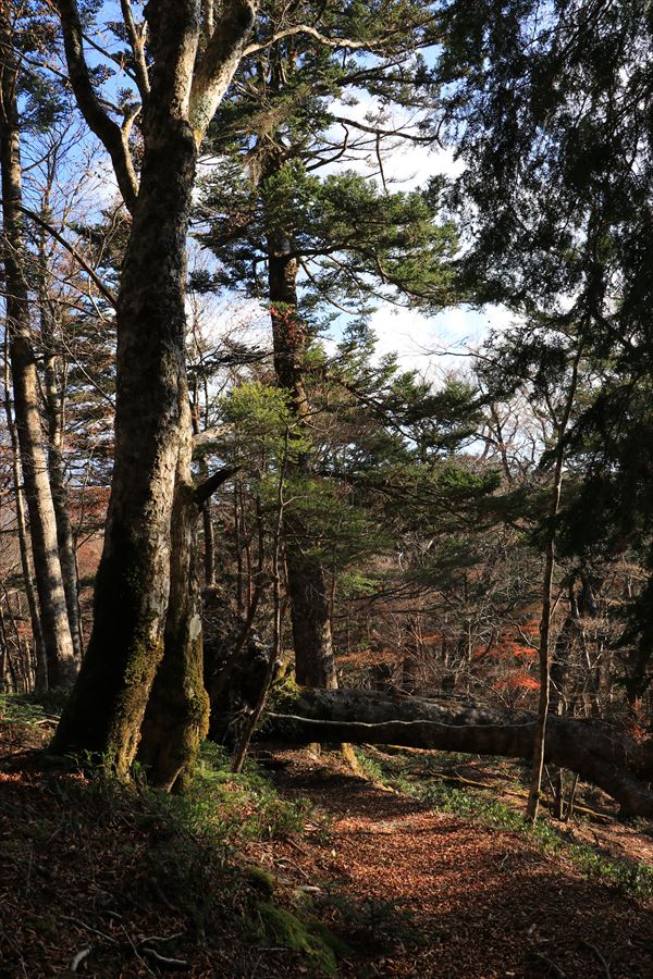 筏場道 コブシ峠 大台辻 登山道 樹林帯 倒木 台高山脈 大台ヶ原