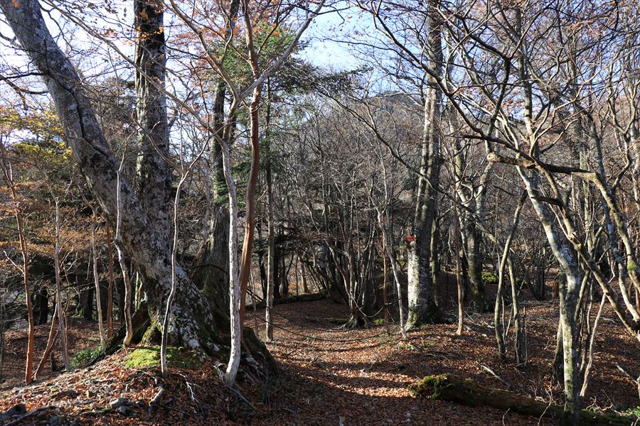 筏場道 コブシ峠 大台辻 登山道 通行止め ロープ 台高山脈 大台ヶ原