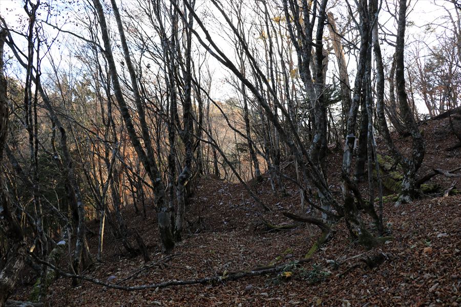 筏場道 コブシ峠 大台辻 登山道 荒れた道 晩秋 台高山脈 大台ヶ原