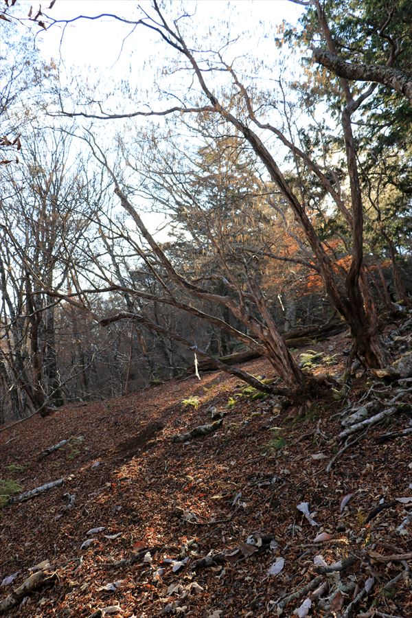 筏場道 コブシ峠 大台辻 登山道 崩落地 迂回路 晩秋 台高山脈 大台ヶ原