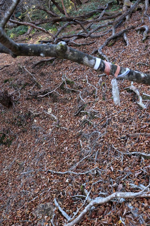 筏場道 コブシ峠 大台辻 登山道 崩落地 迂回路 マーキング 台高山脈 大台ヶ原