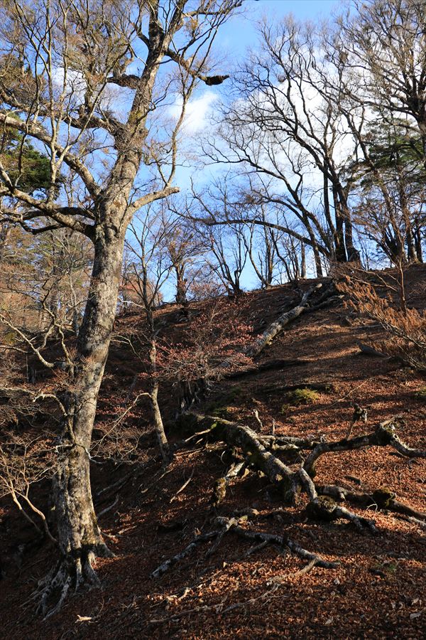 大台辻 登山道 急登 台高山脈 大台ヶ原