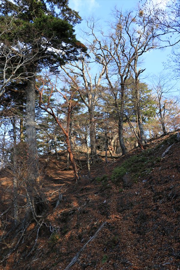 大台辻 添谷山 登山道 廃道 台高山脈