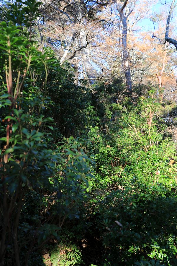 大台辻 添谷山 登山道 藪 台高山脈