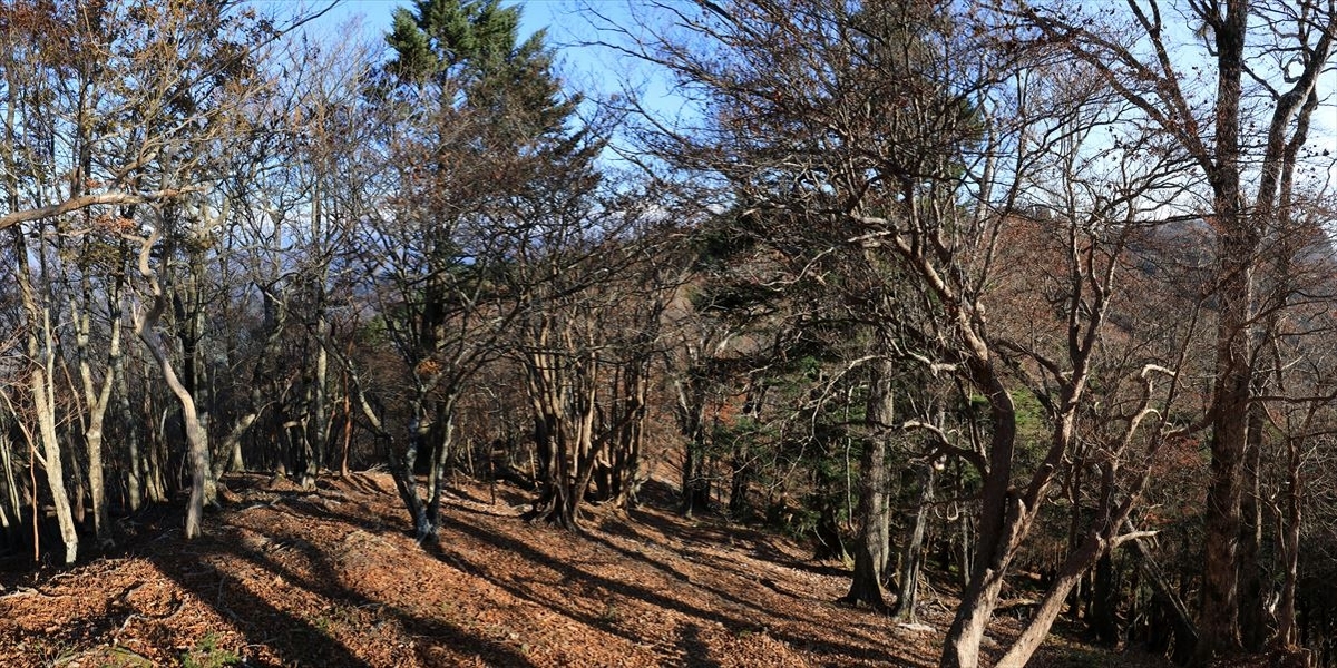 大台辻 添谷山 登山道 尾根 平坦 台高山脈