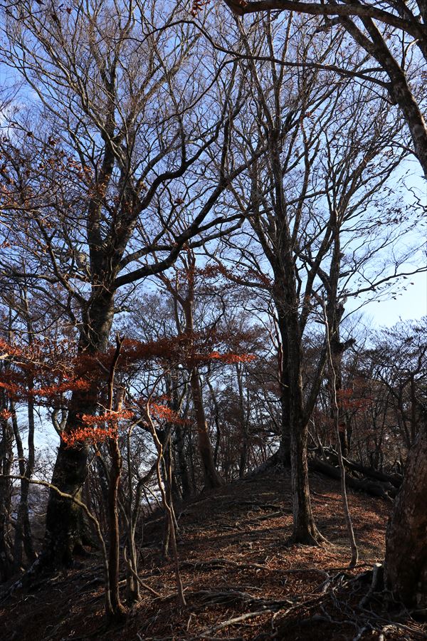 大台辻 添谷山 樹林帯 台高山脈