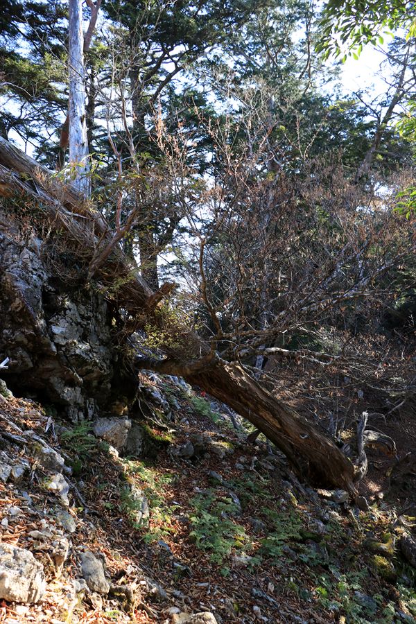 大台辻 添谷山 倒木 藪こぎ 台高山脈
