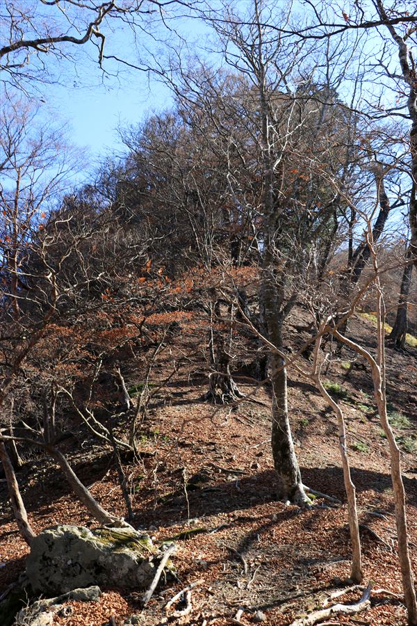 大台辻 添谷山 登山道 アップダウン 台高山脈