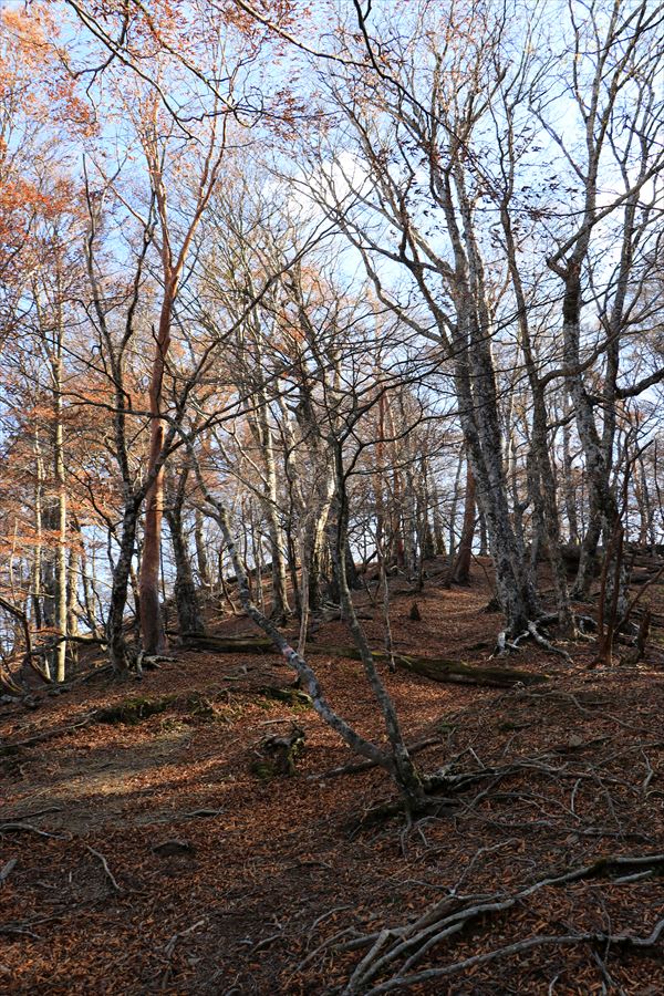 大台辻 添谷山 登山道 登り坂 台高山脈