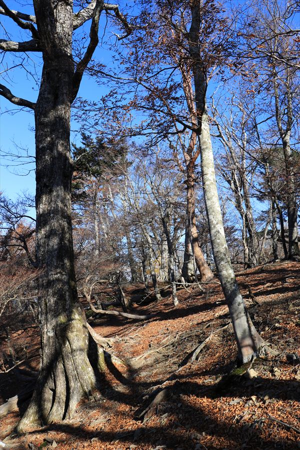 大台辻 添谷山 登山道 廃道 平坦 台高山脈