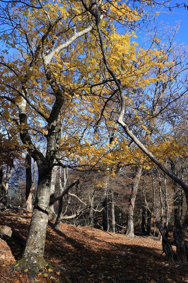 大台辻 添谷山 登山道 紅葉 台高山脈