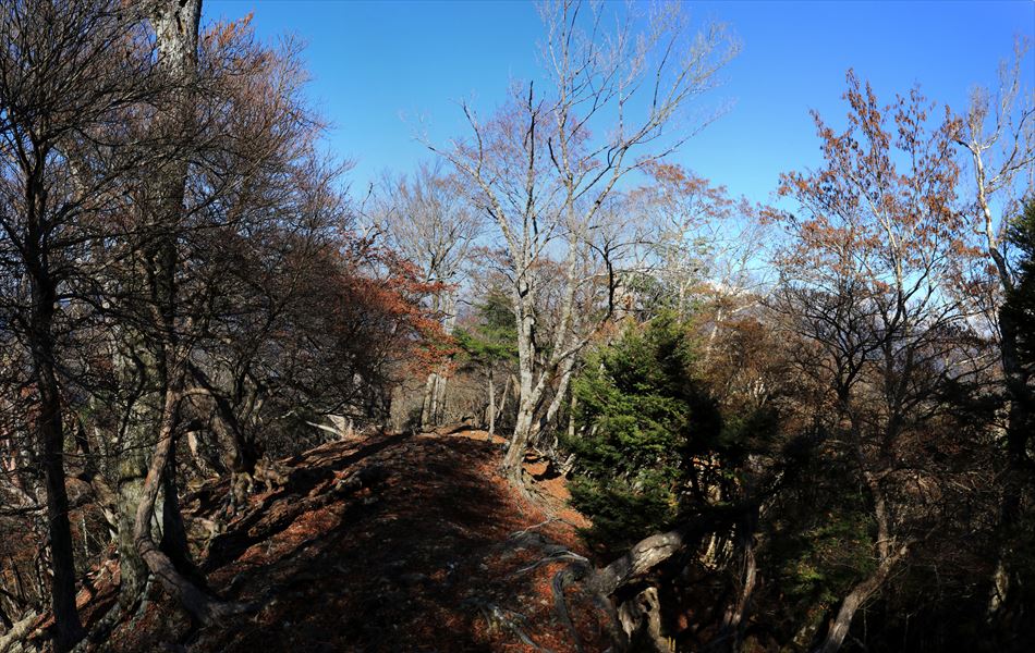 添谷山 山頂 直下 尾根 台高山脈