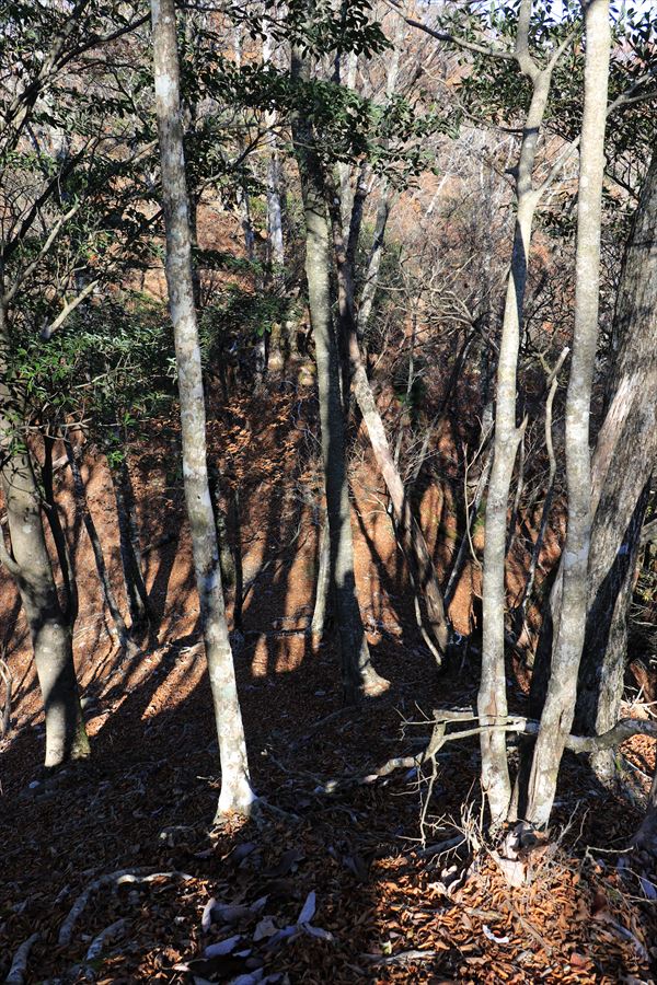 添谷山 山頂 直下 尾根 アップダウン 樹林帯 台高山脈