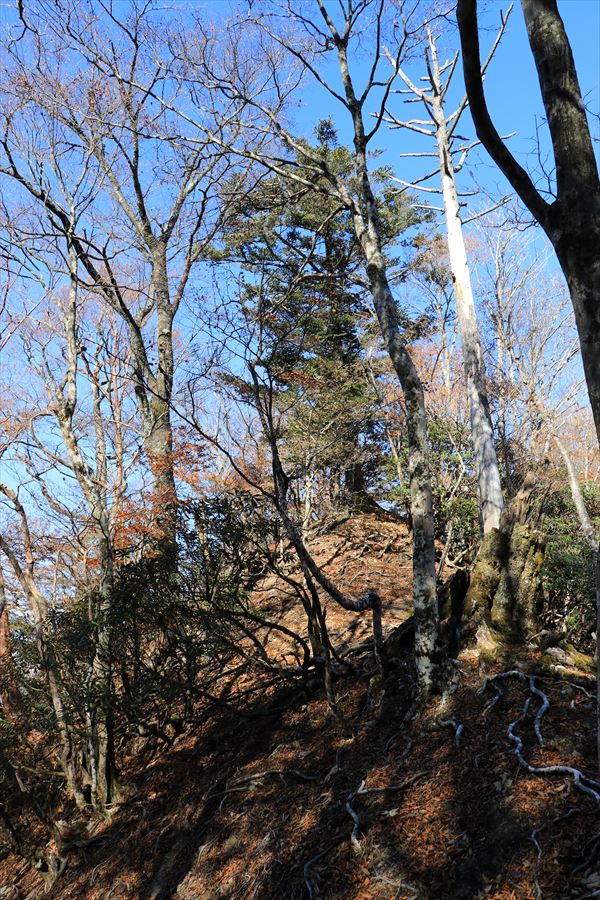 添谷山 山頂 直下 尾根 アップダウン 台高山脈