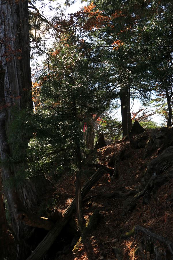 添谷山 山頂 直下 トラバース 樹林帯 台高山脈