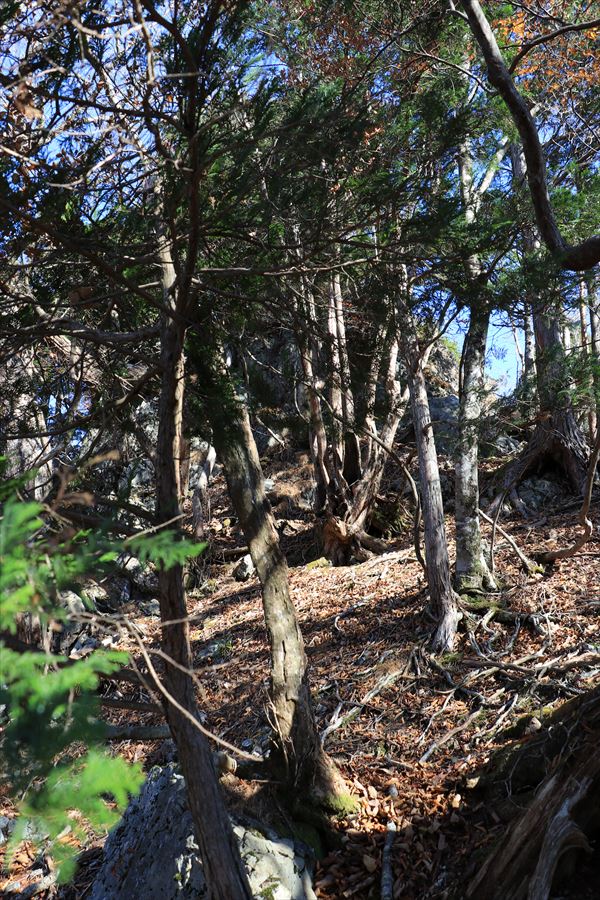 添谷山 御座嵓 樹林帯 岩稜 台高山脈
