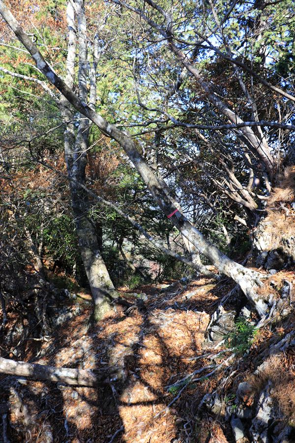 添谷山 御座嵓 樹林帯 マーキング 台高山脈