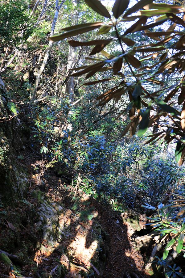 添谷山 御座嵓 道迷い 樹林帯 台高山脈